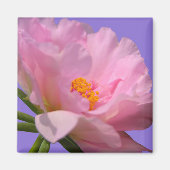 Pink Peony Magnet (Vorne)
