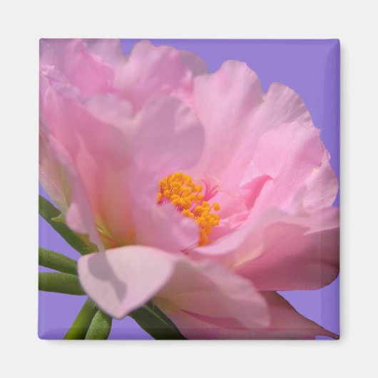 Pink Peony Magnet (Vorne)