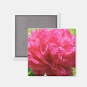 Pink Peony Magnet (Vorderseite/Rückseite)