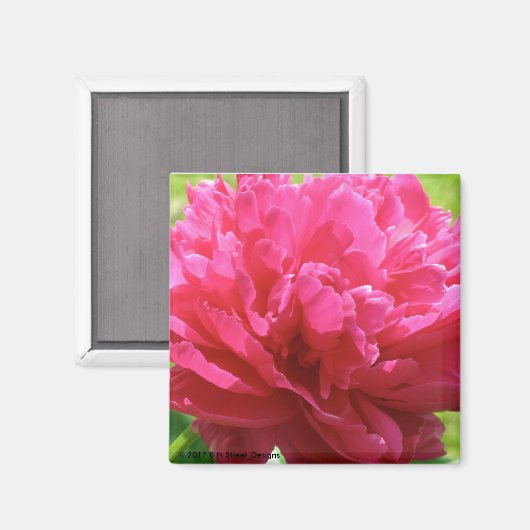 Pink Peony Magnet (Vorderseite/Rückseite)