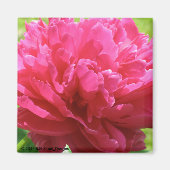 Pink Peony Magnet (Vorne)