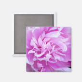 Pink Peony - Magnet (Vorderseite/Rückseite)