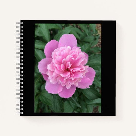 Pink Peony Notizblock (Vorderseite)