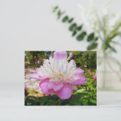 Pink Peony Oaster Postcard Feiertagspostkarte (Stehend Vorderseite)