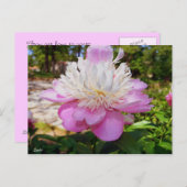 Pink Peony Oaster Postcard Feiertagspostkarte (Vorne/Hinten)