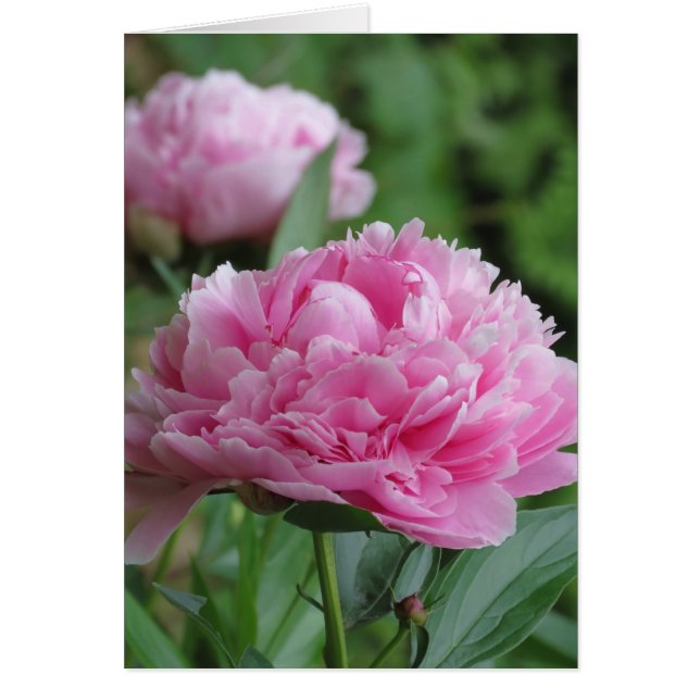 Pink Peony Pair (Vorne)
