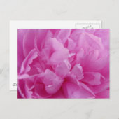 Pink Peony Petals Postkarte (Vorne/Hinten)