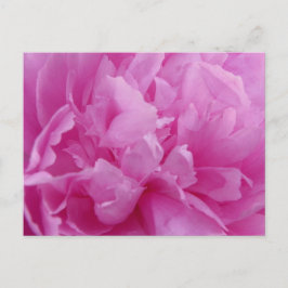 Pink Peony Petals Postkarte