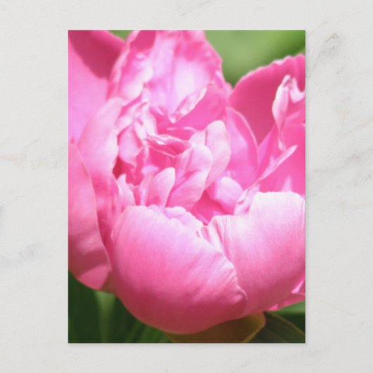 Pink Peony Postcard Postkarte (Vorderseite)