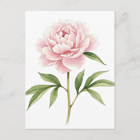 Pink Peony Postcard Postkarte (Vorderseite)