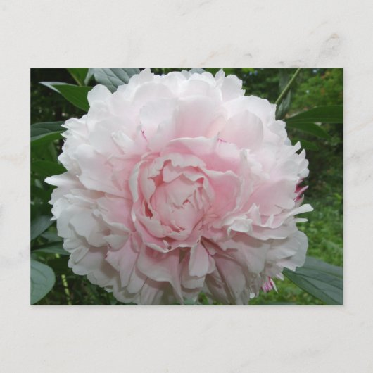 Pink Peony Postcard Postkarte (Vorderseite)
