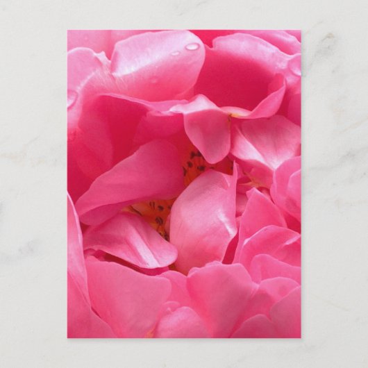 Pink Peony Postcard Postkarte (Vorderseite)