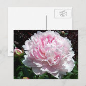 Pink Peony Postcard Postkarte (Vorne/Hinten)