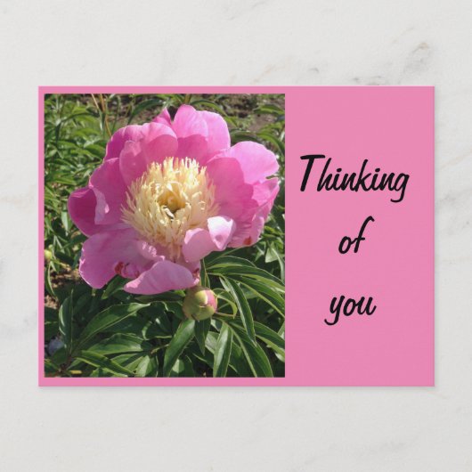 Pink Peony Postcard Postkarte (Vorderseite)