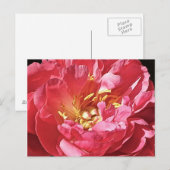 Pink Peony, Postcard Postkarte (Vorne/Hinten)