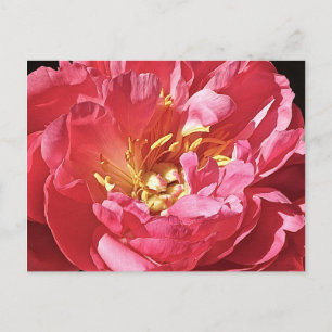 Pink Peony, Postcard Postkarte