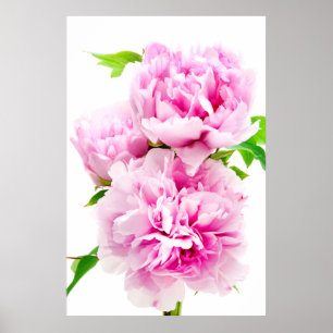 Pink Peony Poster