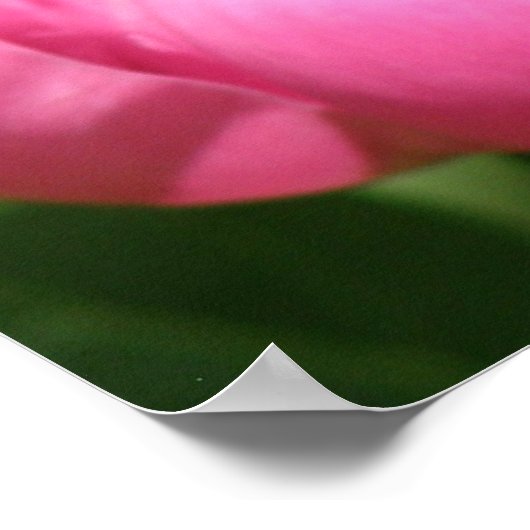 Pink Peony Poster (Ecke)