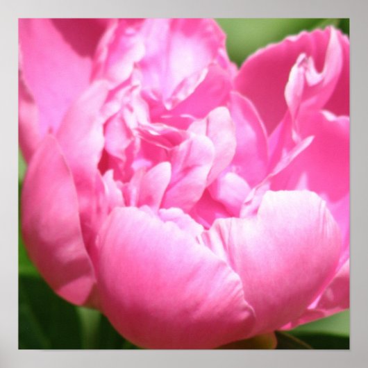 Pink Peony Poster (Vorne)