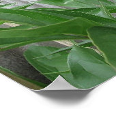 Pink Peony Poster (Ecke)