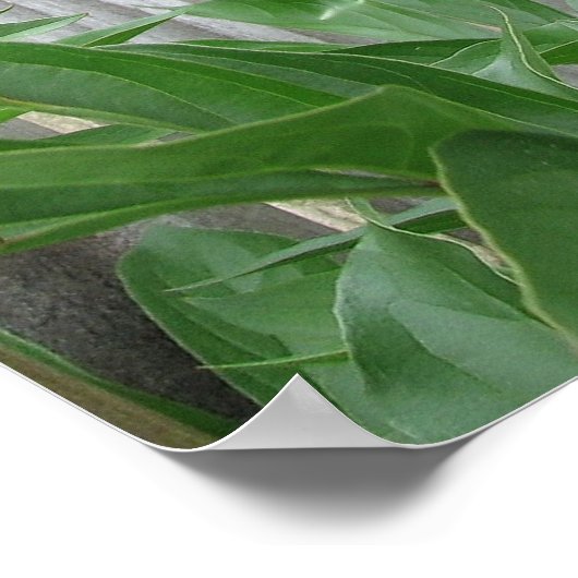 Pink Peony Poster (Ecke)