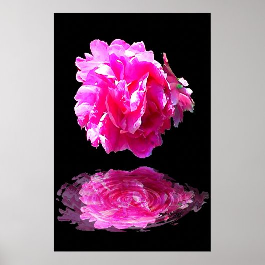 Pink Peony Poster (Vorne)