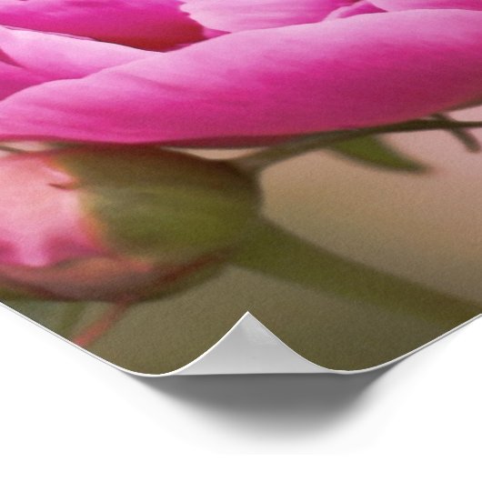 Pink Peony Poster (Ecke)