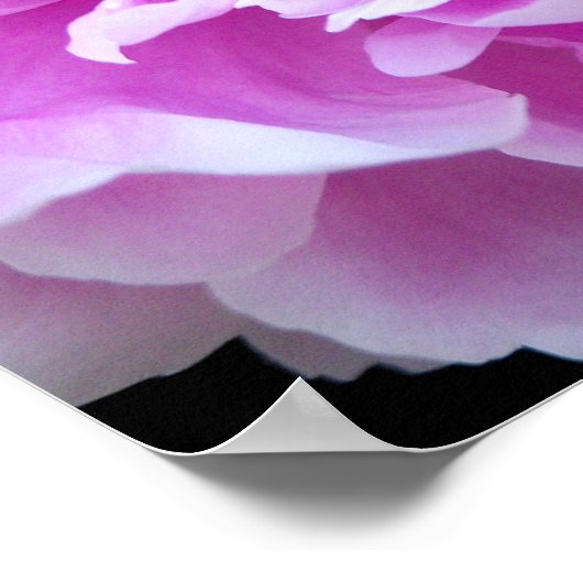 Pink Peony Poster (Ecke)