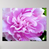 Pink Peony Poster (Vorne)