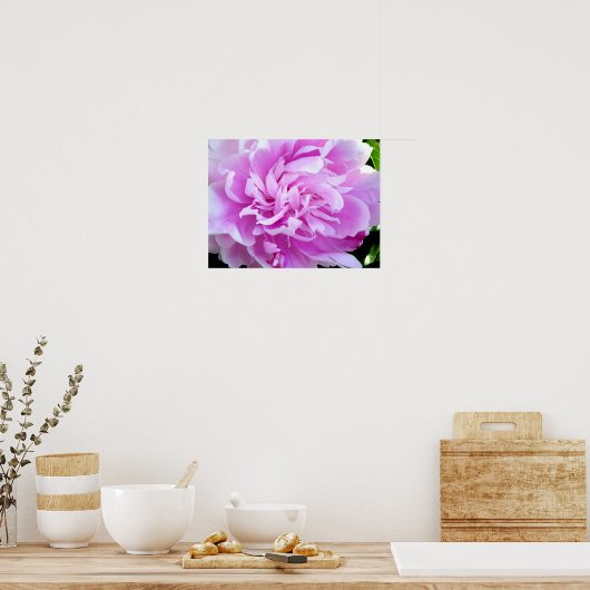 Pink Peony Poster (Küche)