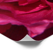 Pink Peony Poster Print (Ecke)
