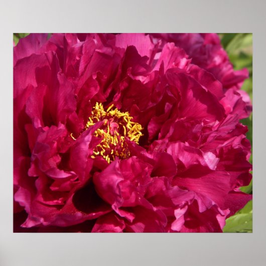 Pink Peony Poster Print (Vorne)
