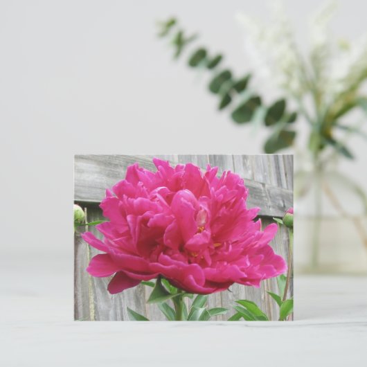 Pink Peony Postkarte (Stehend Vorderseite)
