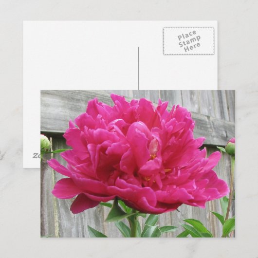 Pink Peony Postkarte (Vorne/Hinten)