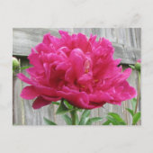 Pink Peony Postkarte (Vorderseite)