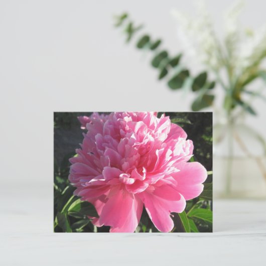 Pink Peony Postkarte (Stehend Vorderseite)