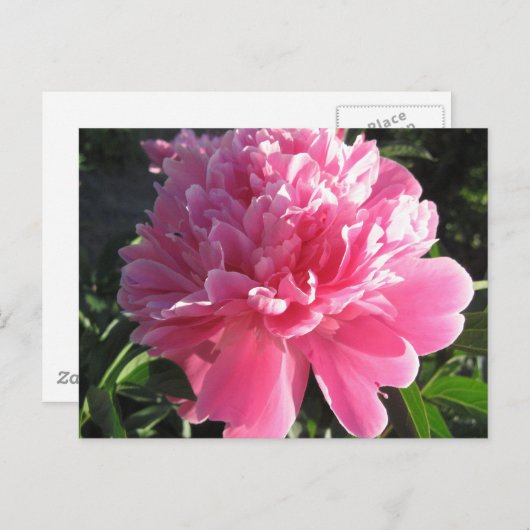 Pink Peony Postkarte (Vorne/Hinten)