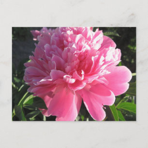 Pink Peony Postkarte