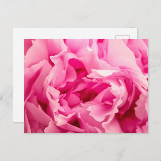 Pink Peony Postkarte (Vorne/Hinten)