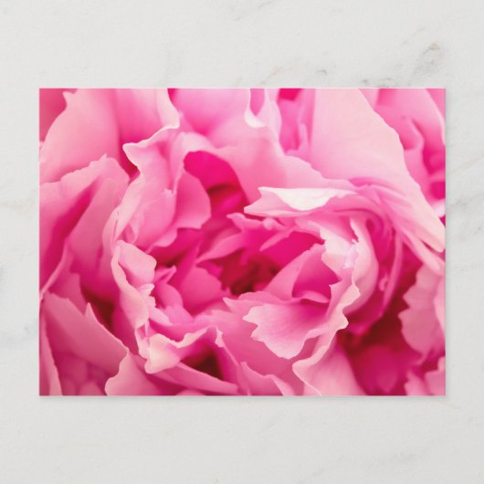 Pink Peony Postkarte (Vorderseite)