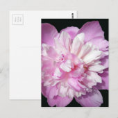 Pink Peony Postkarte (Vorne/Hinten)