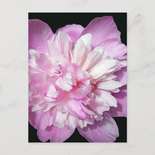 Pink Peony Postkarte (Vorderseite)