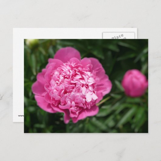 Pink Peony Postkarte (Vorne/Hinten)