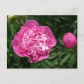 Pink Peony Postkarte (Vorderseite)