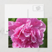 Pink Peony Postkarte (Vorne/Hinten)