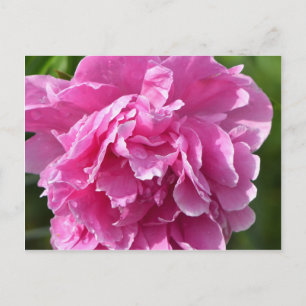 Pink Peony Postkarte
