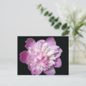 Pink Peony Postkarte (Stehend Vorderseite)