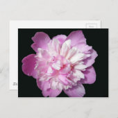 Pink Peony Postkarte (Vorne/Hinten)