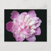 Pink Peony Postkarte (Vorderseite)