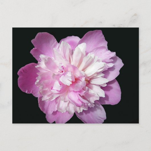 Pink Peony Postkarte (Vorderseite)